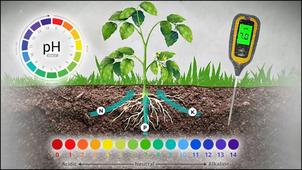 Effect of Soil pH on the Growth of Medicinal Herbs