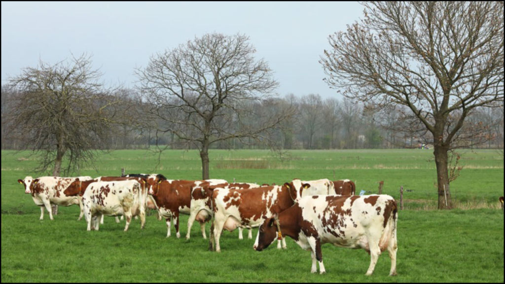 Grazing Management Practices for Optimal Forage Utilization