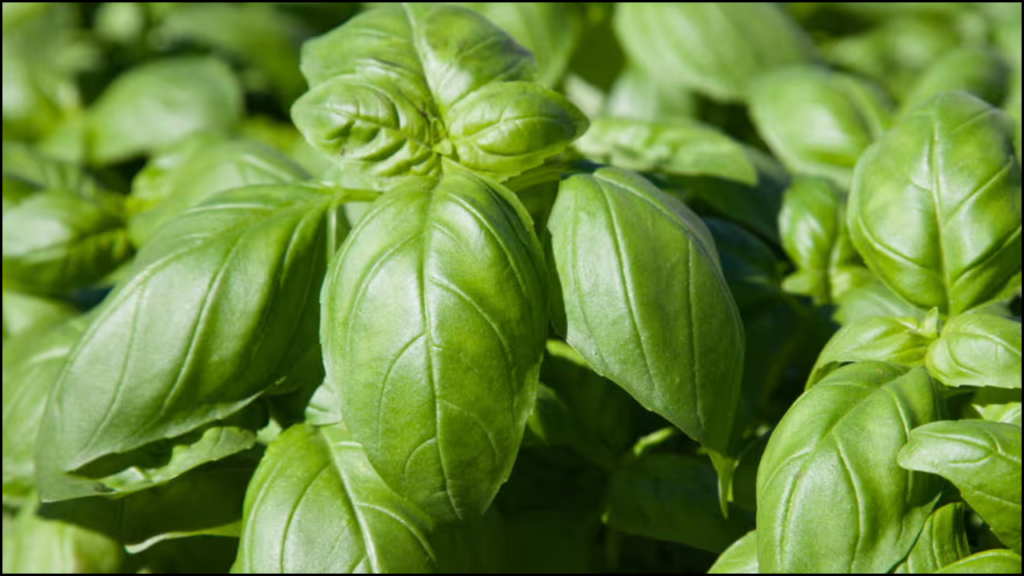Essential Oil Yield in Different Basil Varieties