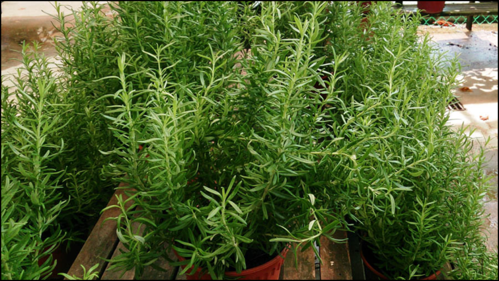 Antioxidant Properties of Rosemary Cultivars