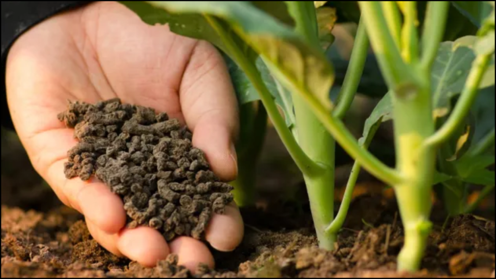 Influence of Fertilization on Forage Crop Productivity