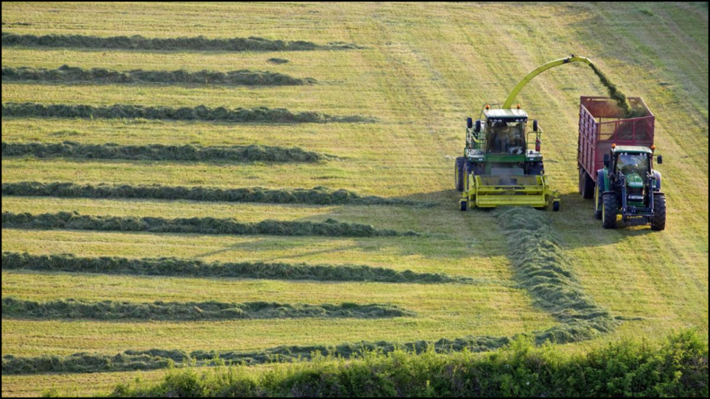 Effect of Harvesting Time on Silage Quality
