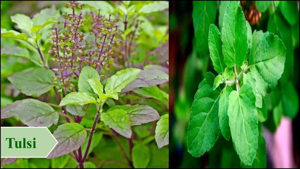 Utilization of Medicinal Plants as Livestock Feed Additives