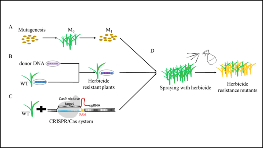 Use of CRISPR Technology in Developing Herbicide-Tolerant Crops