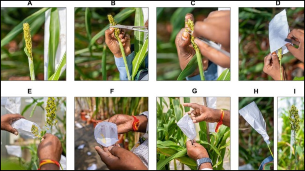 Hybrid Vigor in Sorghum
