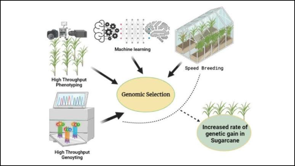 Integration of Genomic Selection in Field Crop Breeding Programs
