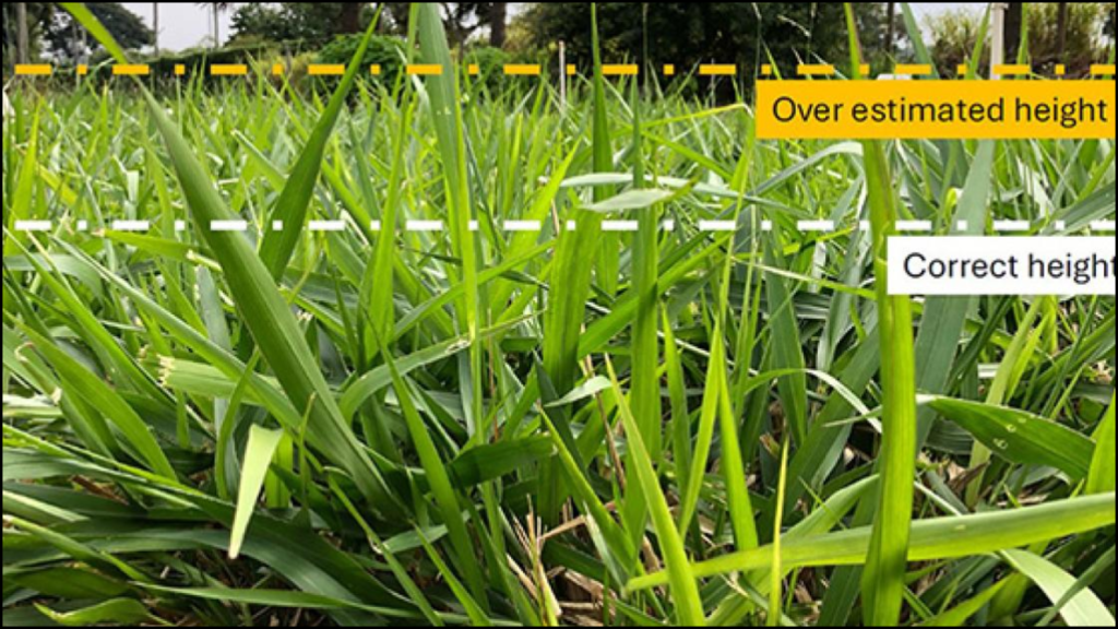 Evaluation of Forage Quality in Different Grass Species