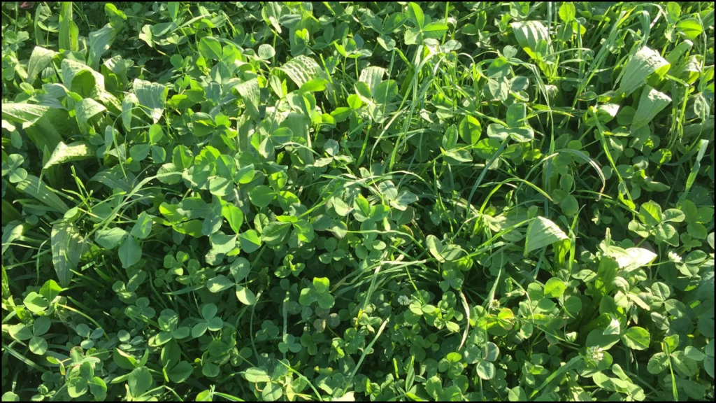 Impact of Legume-Grass Mixtures on Forage Yield