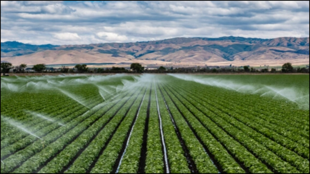 Optimizing Irrigation Practices for Wheat in Semi-Arid Regions