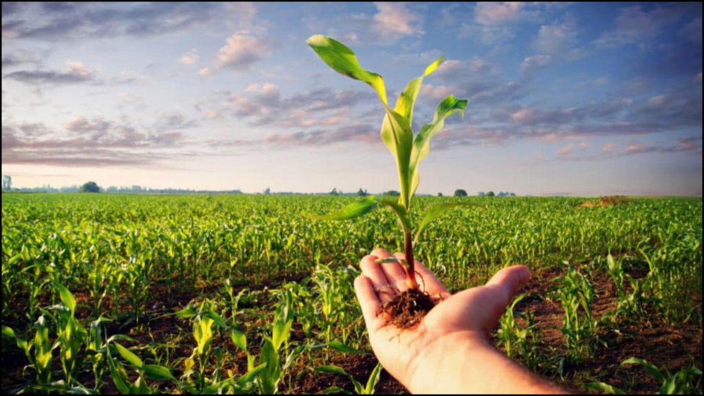 Impact of Crop Rotation on Soil Fertility and Yield