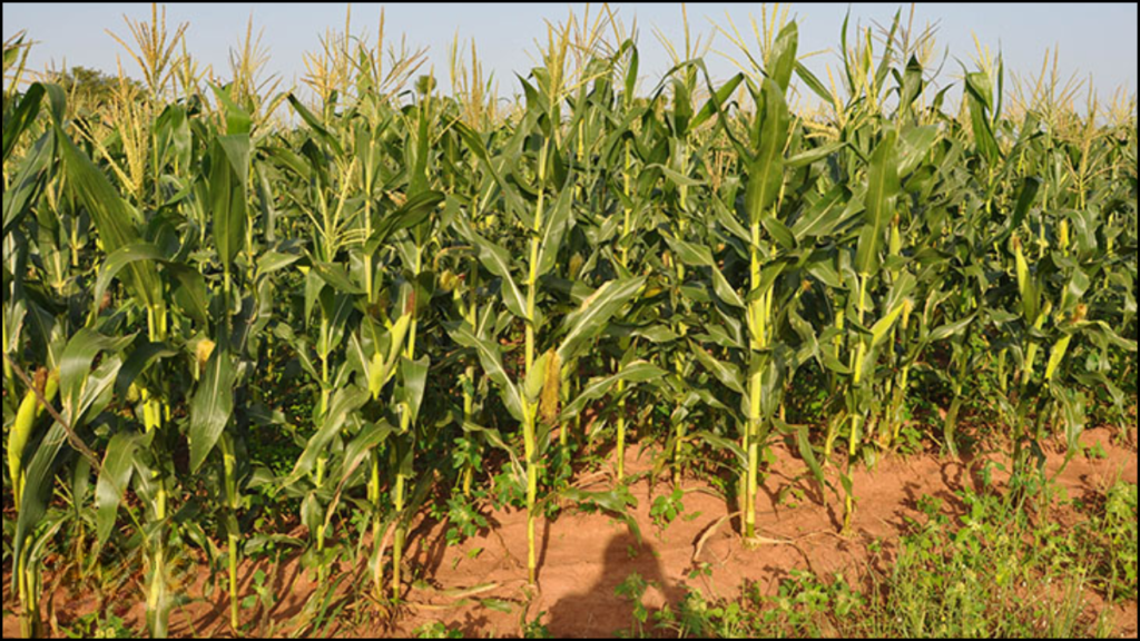 Effect of Plant Density on Maize Yield and Quality